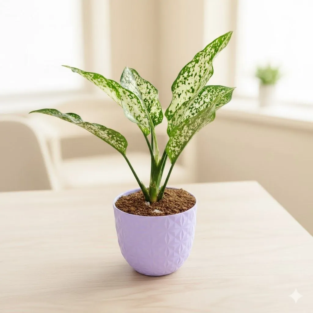 Gift Ready - Aglaonema Snow White in 4 Inch Purple Leafora Premium Plastic Planter - with Gift Bag - in Premium Gifting Box