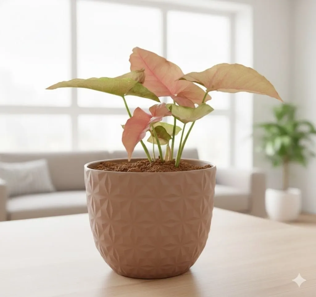 Gift Ready - Syngonium Pink in 4 Inch Mocha Leafora Premium Plastic Planter - with Gift Bag - in Premium Gifting Box