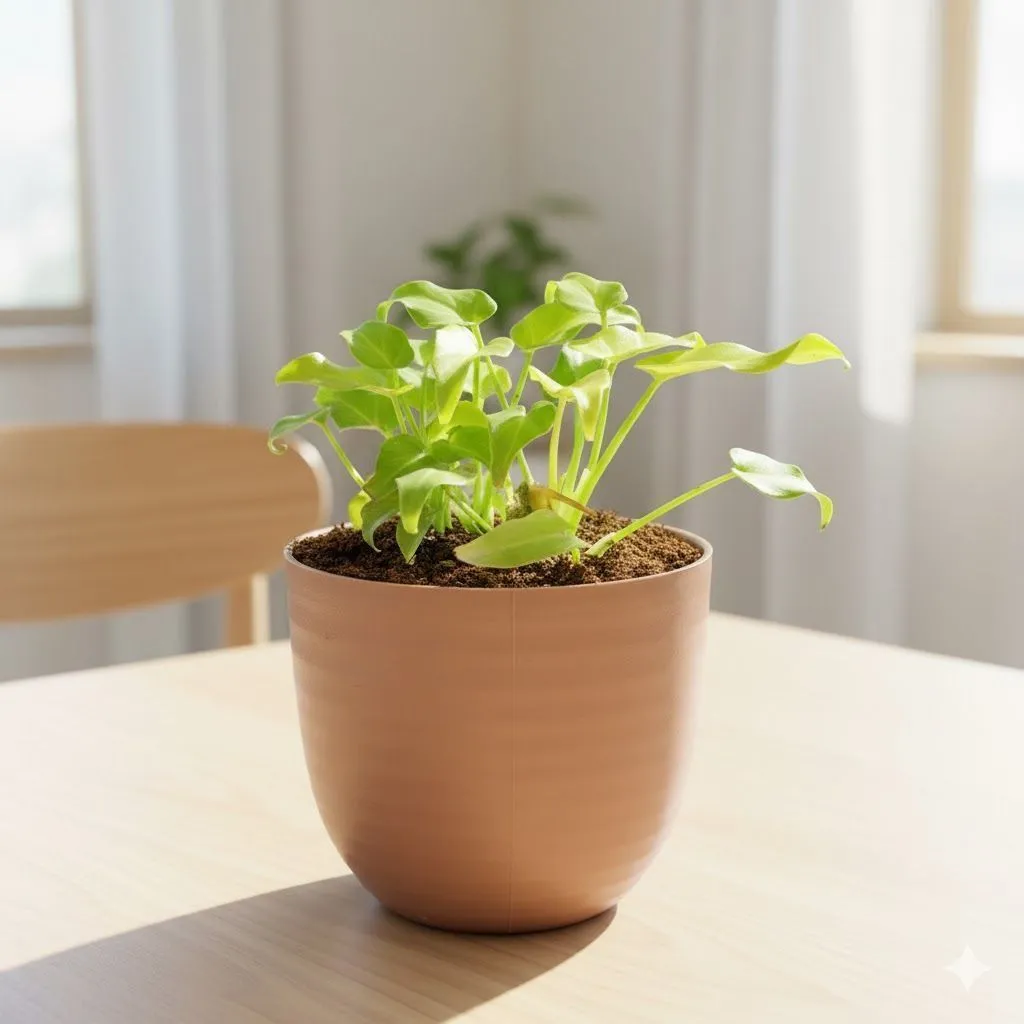 Gift Ready - Xanadu Golden in 4 Inch Mocha Avora Premium Plastic Planter - with Gift Bag - in Premium Gifting Box