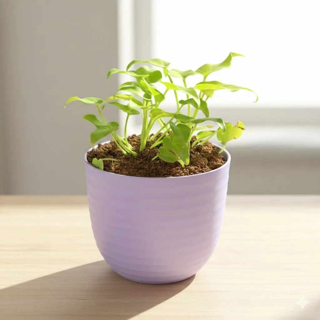 Gift Ready - Xanadu Golden in 4 Inch Purple Avora Premium Plastic Planter - with Gift Bag - in Premium Gifting Box
