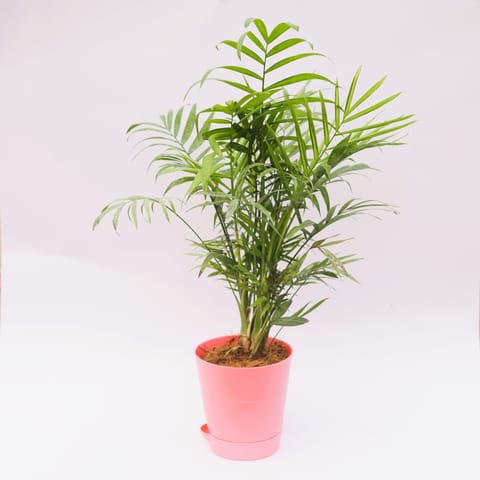 Gift Ready - Chamaedorea Palm in 4 Inch Live Plant Pink Florence Self Watering Pot - in Premium Gifting Box