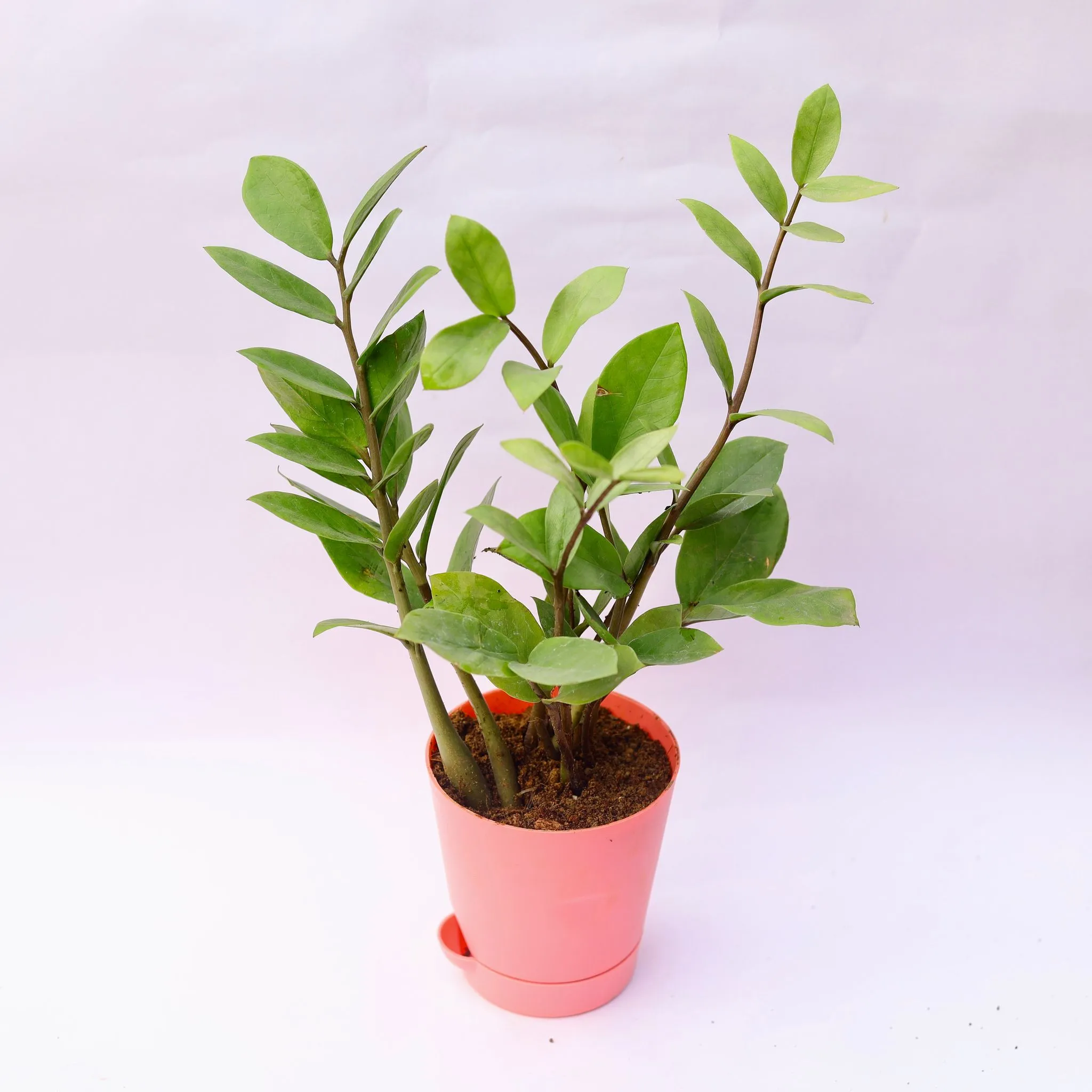 Gift Ready - Zz Green in 4 Inch Pink Florence Self Watering Pot - in Premium Gifting Box