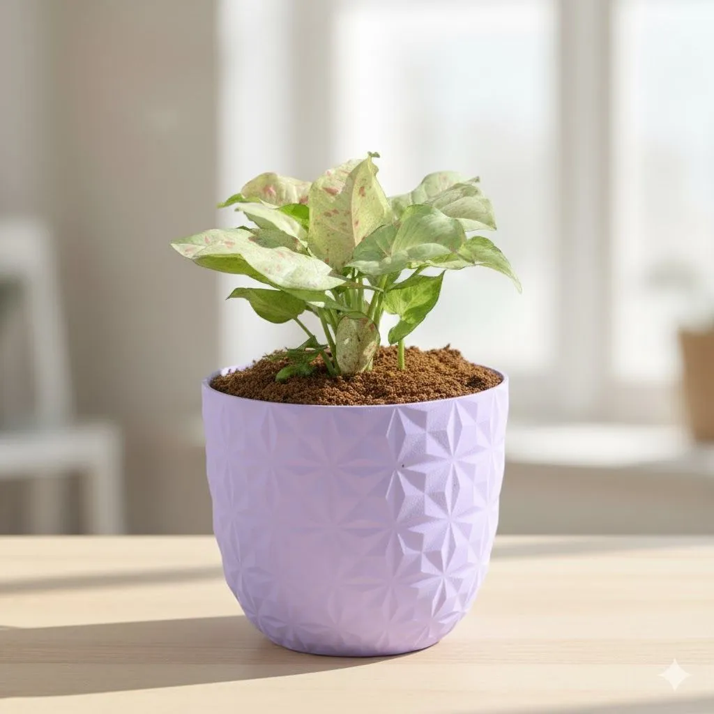 Gift Ready - Syngonium Candyfloss in 4 Inch Purple Leafora Premium Plastic Planter - with Gift Bag - in Premium Gifting Box
