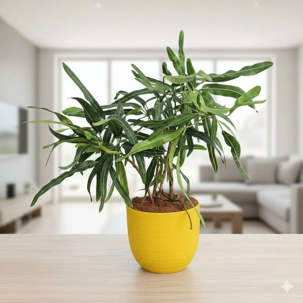 Gift Ready - Croton Sunny Star in 4 Inch Yellow Avora Premium Plastic Planter - with Gift Bag - in Premium Gifting Box