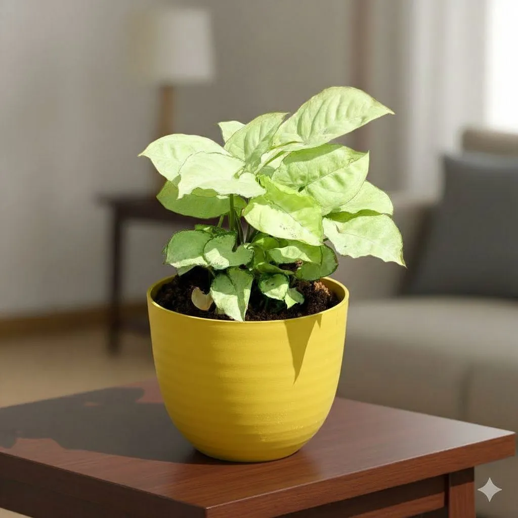Gift Ready - Syngonium White in 4 Inch Yellow Avora Premium Plastic Planter - in Premium Gifting Box