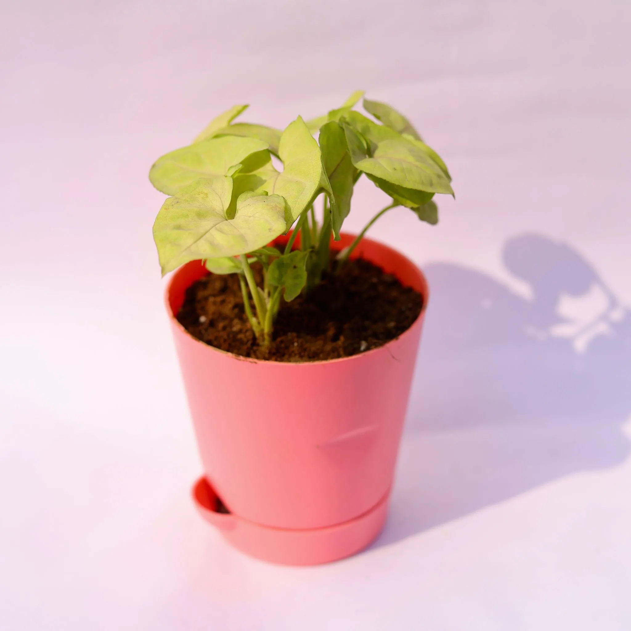 Gift Ready - Syngonium Pixie Golden in 4 Inch Pink Florence Self Watering Pot - in Premium Gifting Box