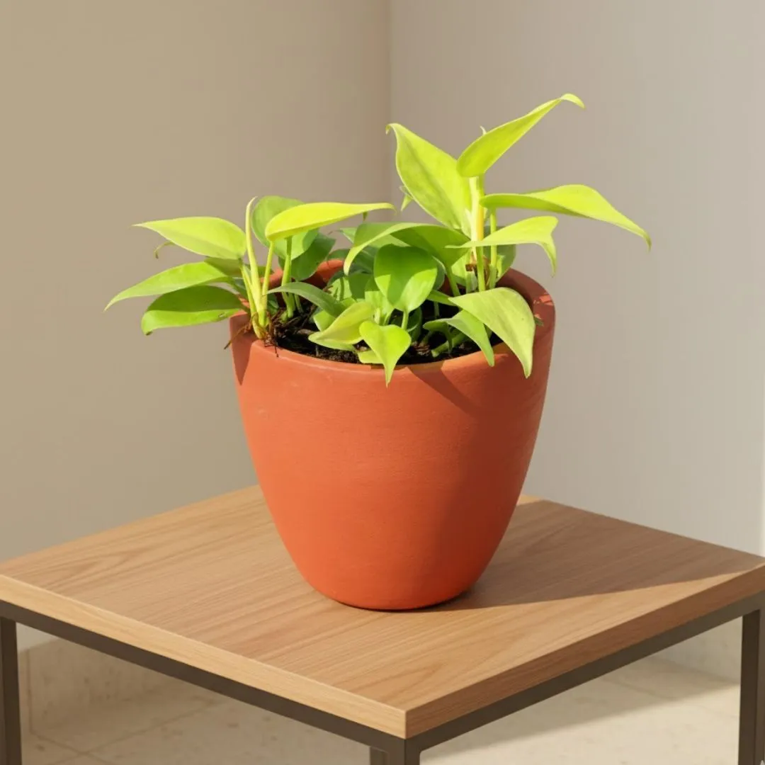 Gift Ready - Oxycardium Vareigated in 4 inch Shilp Maati Pot - Chic Small Pot for Decor Corners - in Premium Gifting Box