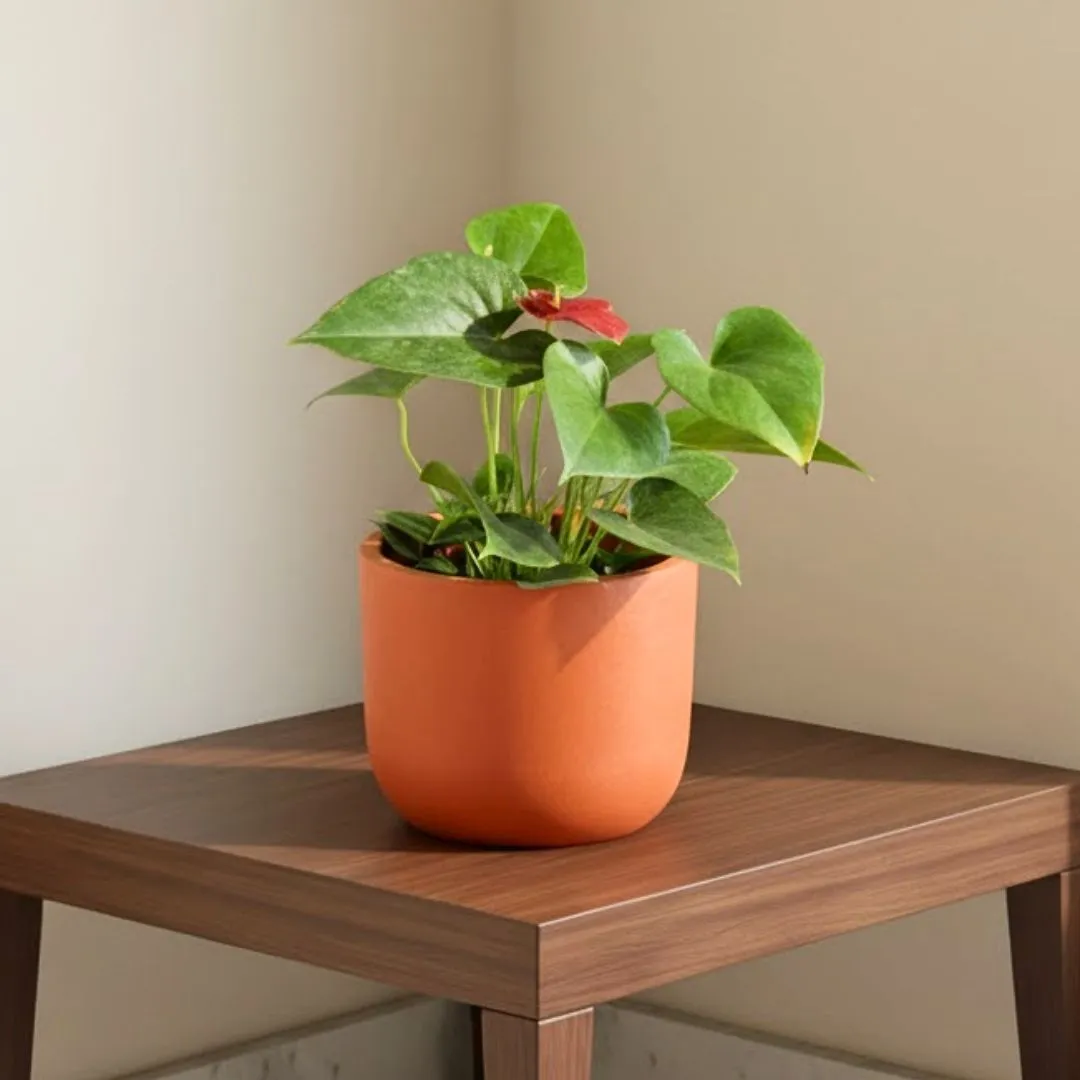 Gift Ready - Anthurium Red in 4 inch Aaroh U-Pipe Maati Pot - Modern Curved Handcrafted Appeal - in Premium Gifting Box