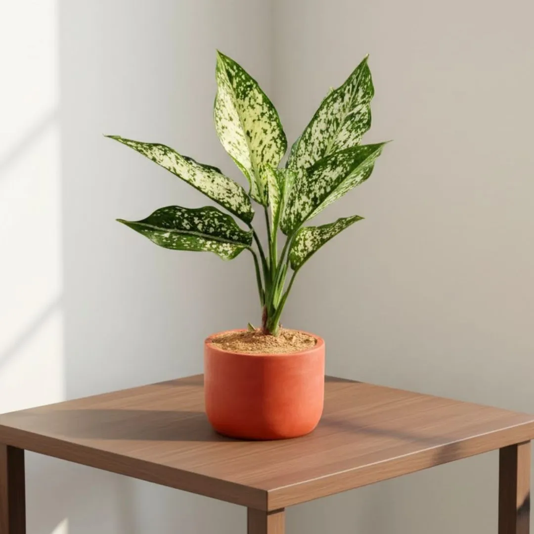 Gift Ready - Aglaonema Snow White in 4 inch Aaroh Maati Pot - Modern Curved Handcrafted Appeal - in Premium Gifting Box