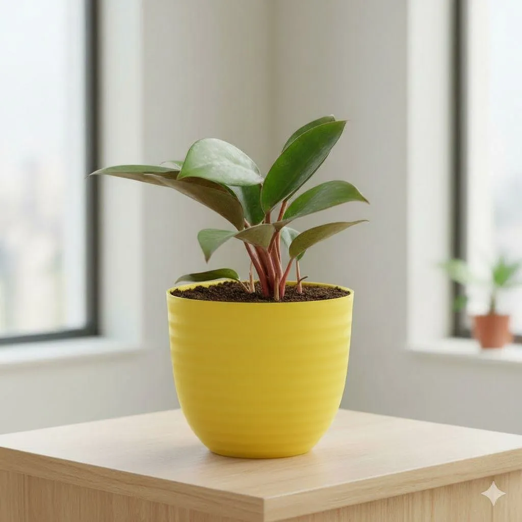 Gift Ready - Philodendron Red in 4 Inch Yellow Avora Premium Plastic Planter - with Gift Bag - in Premium Gifting Box