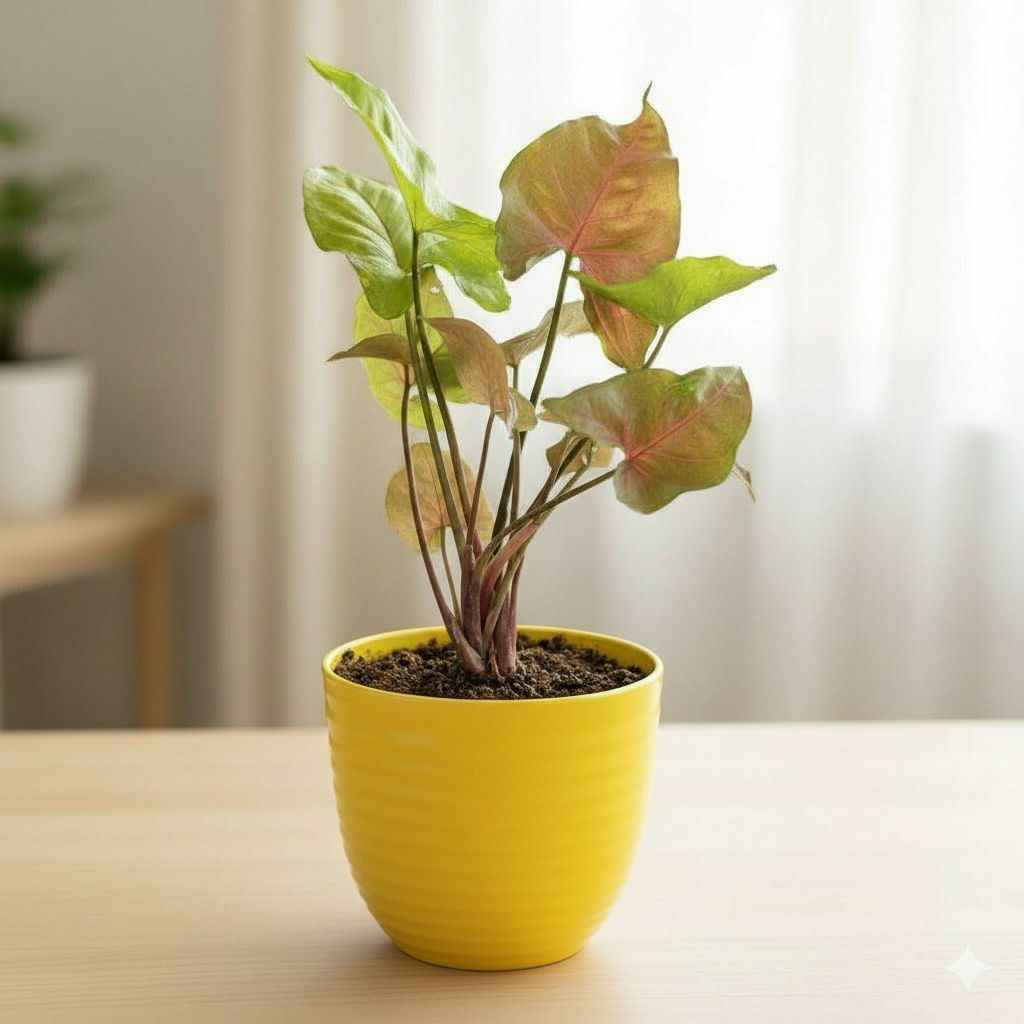 Gift Ready - Syngonium Pink in 4 Inch Yellow Avora Premium Plastic Planter - with Gift Bag - in Premium Gifting Box