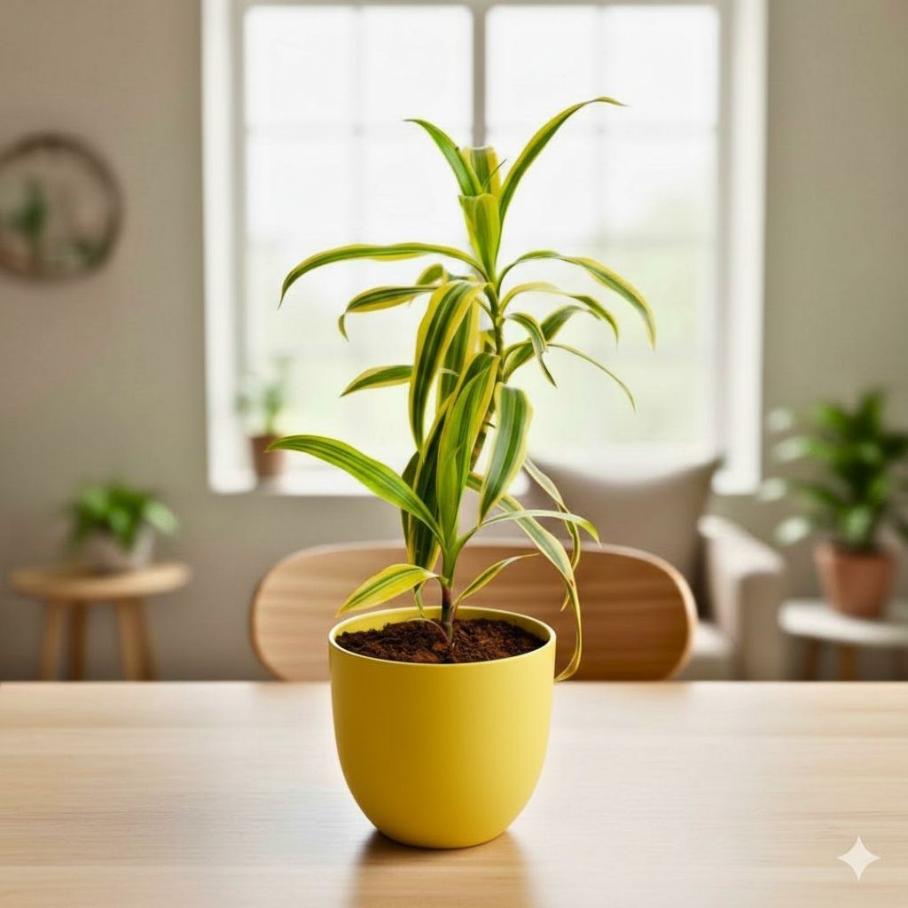 Gift Ready - Song of India in 4 Inch Yellow Avora Premium Plastic Planter - with Gift Bag - in Premium Gifting Box
