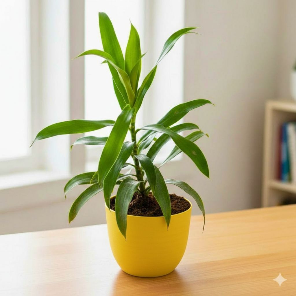 Gift Ready - Dracaena Green in 4 Inch Yellow Avora Premium Plastic Planter - with Gift Bag - in Premium Gifting Box
