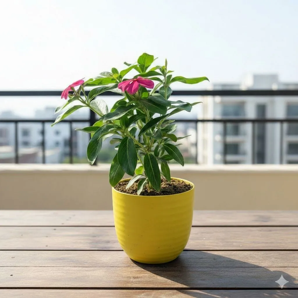 Gift Ready - Periwinkle / Vinca / Sadabahar (any colour) in 4 Inch Yellow Avora Premium Plastic Planter - with Gift Bag - in Premium Gifting Box