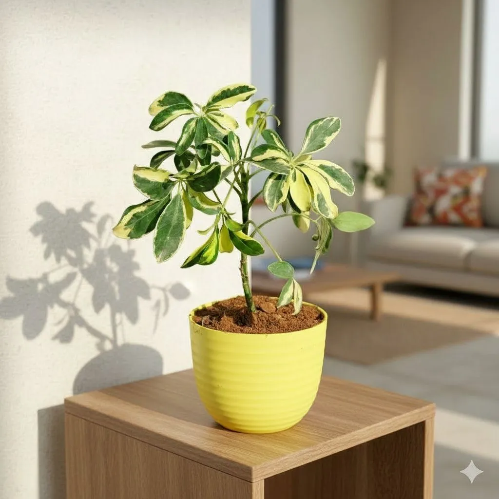 Gift Ready - ScheffleraVariegated in 4 Inch Yellow Avora Premium Plastic Planter - with Gift Bag - in Premium Gifting Box