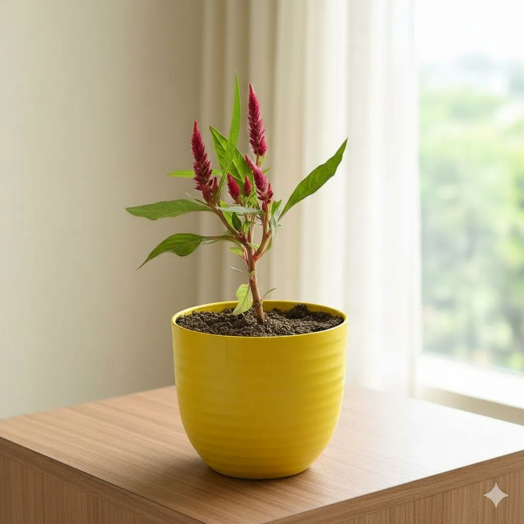 Gift Ready - Celosia (any colour) in 4 Inch Yellow Avora Premium Plastic Planter - with Gift Bag - in Premium Gifting Box