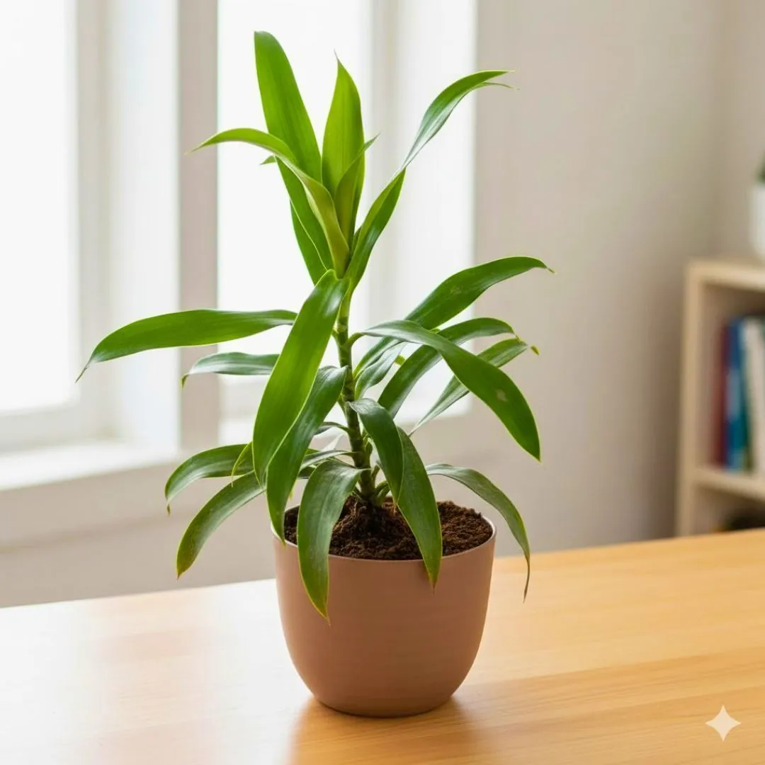 Gift Ready - Dracaena Green in 4 Inch Mocha Avora Premium Plastic Planter - with Gift Bag - in Premium Gifting Box
