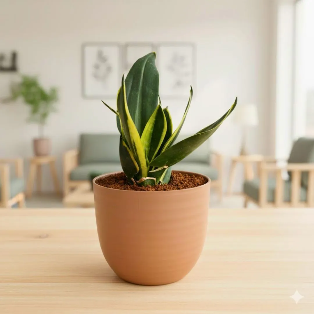 Gift Ready - Snake Golden Dwarf in 4 Inch Mocha Avora Premium Plastic Planter - with Gift Bag - in Premium Gifting Box