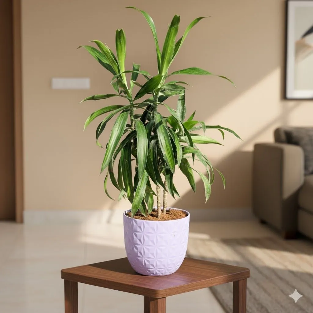 Gift Ready - Dracaena Messenger in 4 Inch Purple Leafora Premium Plastic Planter - with Gift Bag - in Premium Gifting Box