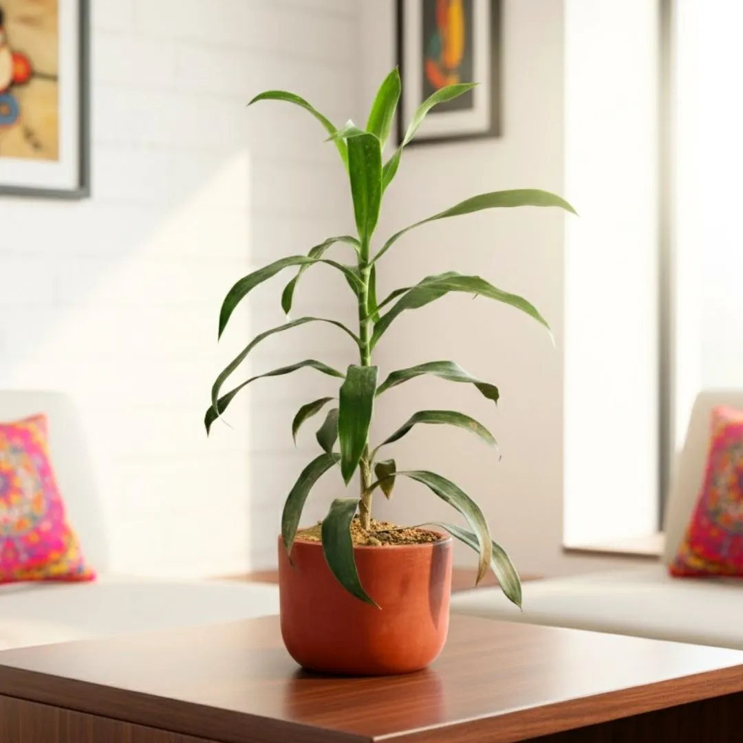 Gift Ready - Dracaena Green in 4 inch Aaroh Maati Pot - Modern Curved Handcrafted Appeal - in Premium Gifting Box