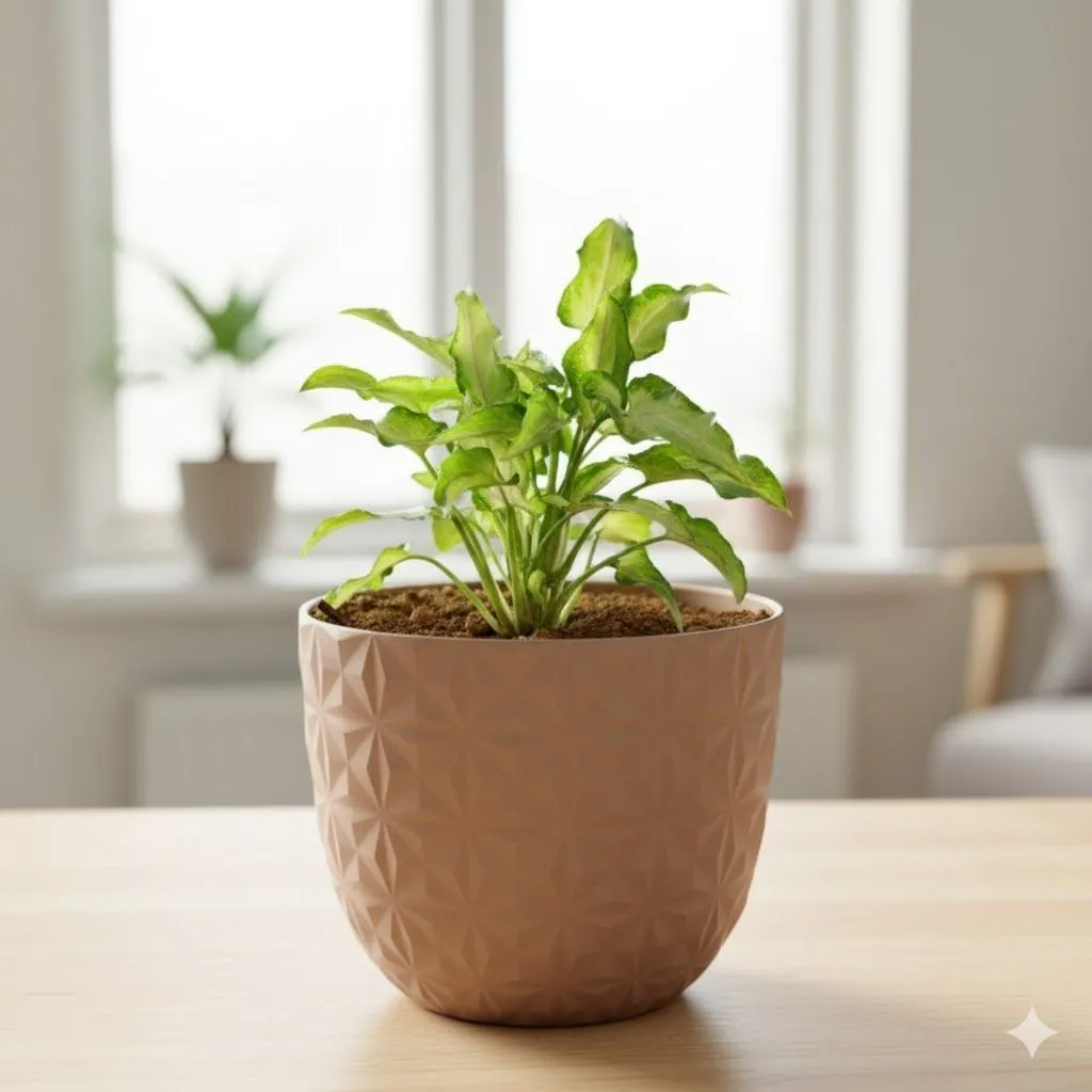 Gift Ready - Syngonium Cutglass in 4 Inch Mocha Leafora Premium Plastic Planter - with Gift Bag - in Premium Gifting Box