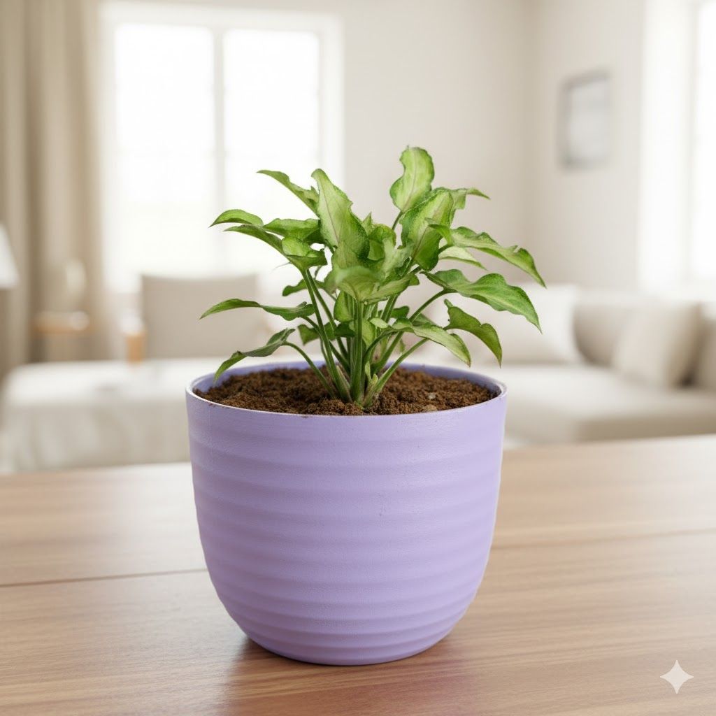 Gift Ready - Syngonium Cutglass in 4 Inch Purple Avora Premium Plastic Planter - with Gift Bag - in Premium Gifting Box