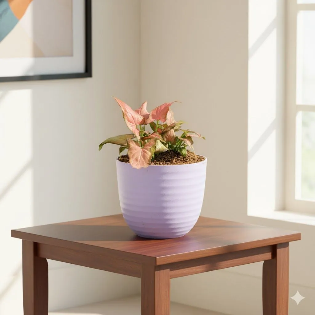 Gift Ready - Syngonium Pink Arrowhead in 4 Inch Purple Avora Premium Plastic Planter - with Gift Bag - in Premium Gifting Box