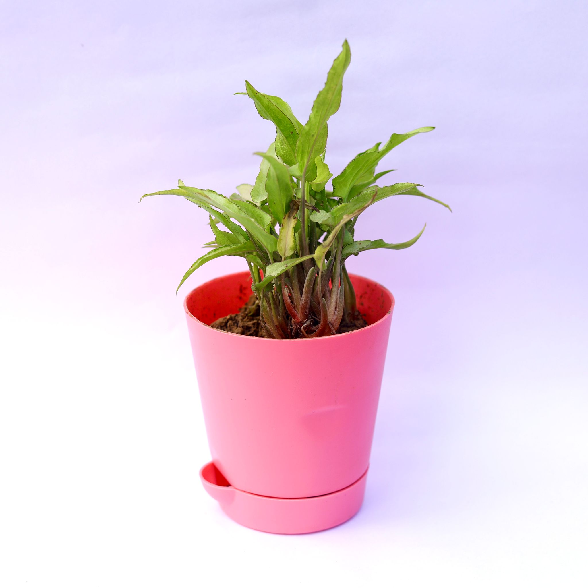 Gift Ready - Syngonium Cutglass in 4 Inch Pink Florence Self Watering Pot - in Premium Gifting Box