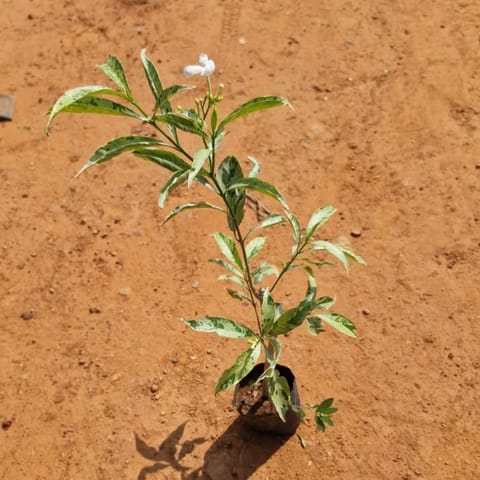 Nandi Batalu Vareigated / Jasmine in 4 Inch Live Plant Nursery Bag