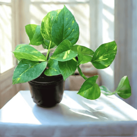 Beginner Friendly - Money Plant Green in 4 Inch Nursery Pot