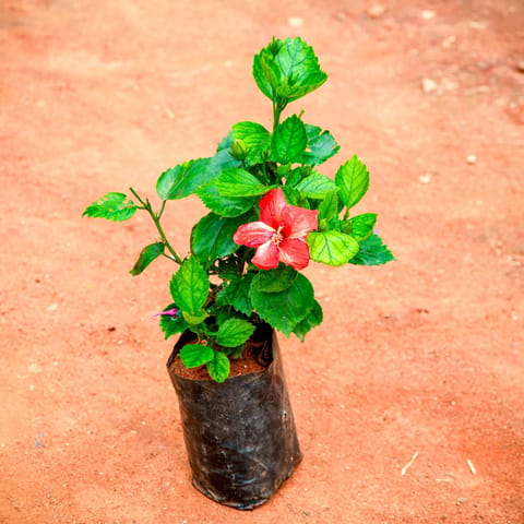 Hibiscus Red in 6 Inch Nursery Bag