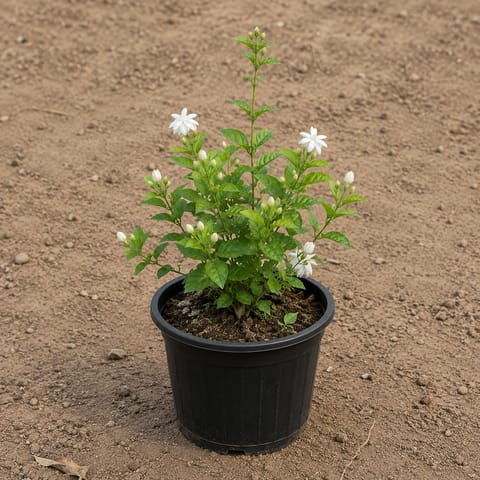 Kund Bel / Star Jasmine in 6 Inch Live Plant Black Super Nursery Pot