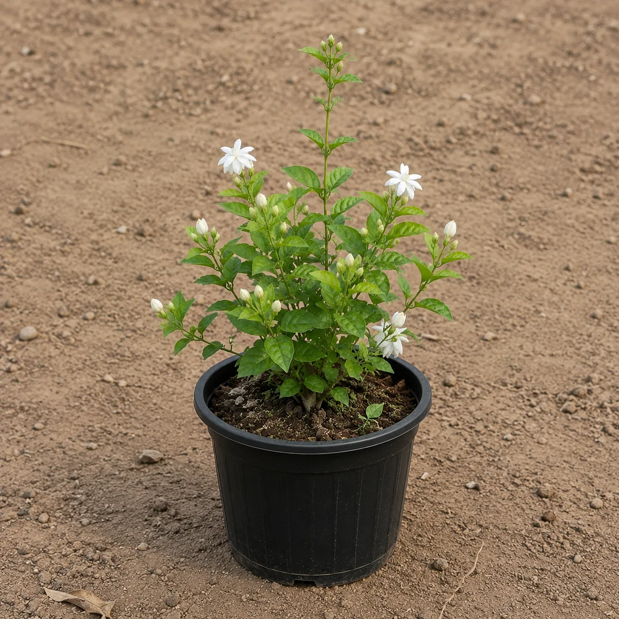 Kund Bel / Star Jasmine in 6 inch Black Super Nursery Pot