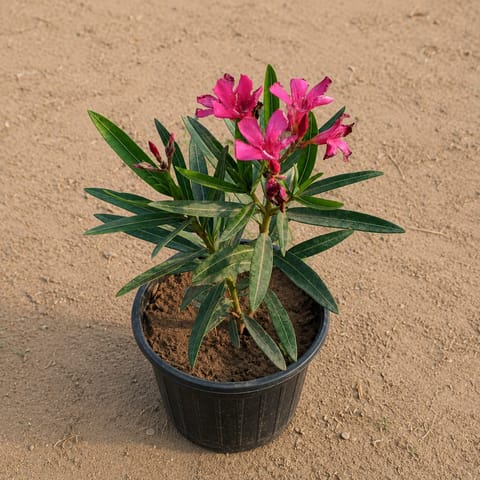 Kaner / Oleander Pink in 6 Inch Live Plant Nursery Pot