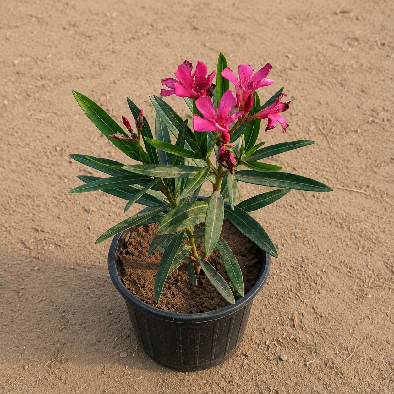 Kaner / Oleander Pink in 6 Inch Nursery Pot