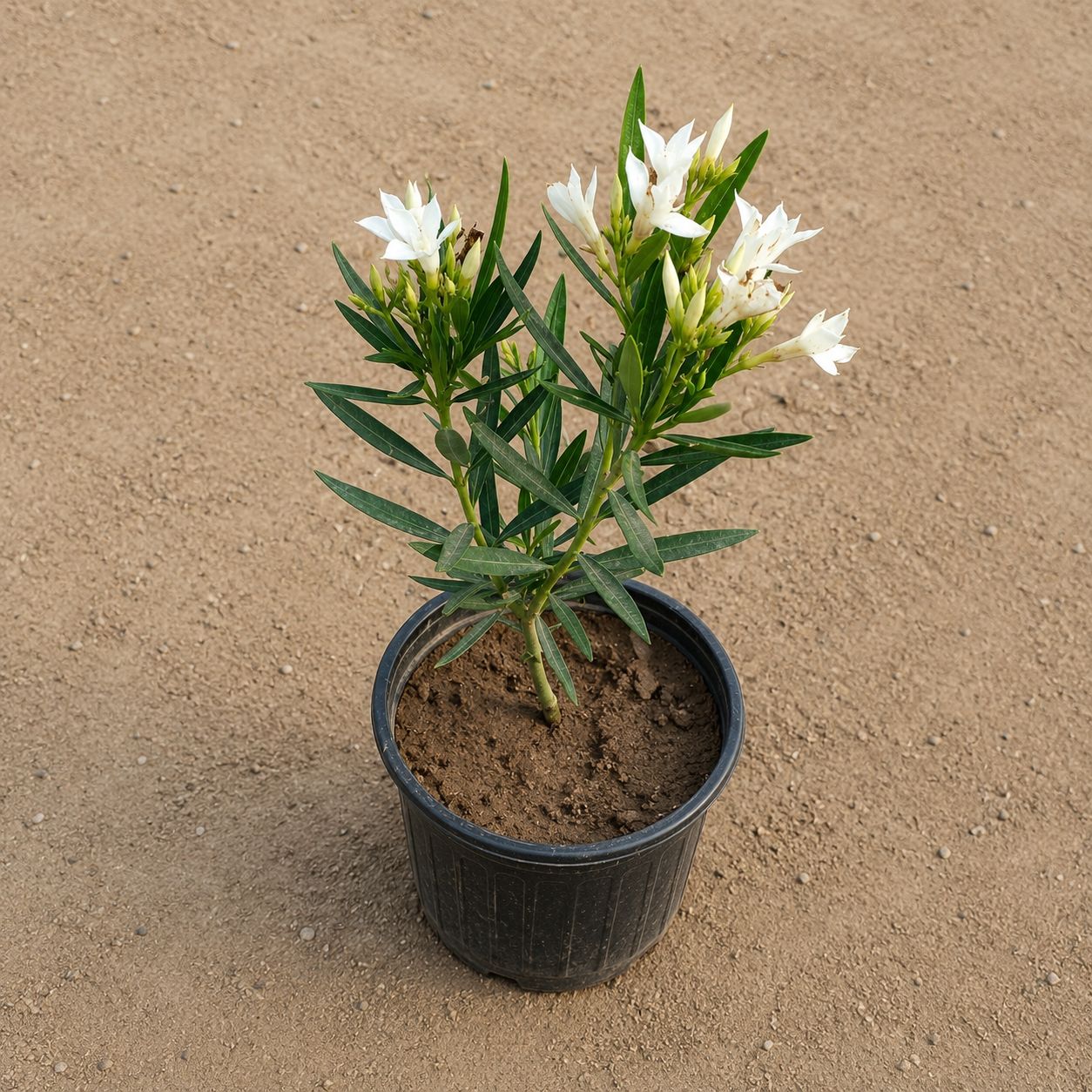 Kaner / Oleander White in 6 Inch Nursery Pot