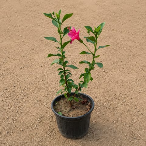 Hibiscus / Gudhal Mirchi in 6 Inch Nursery Pot