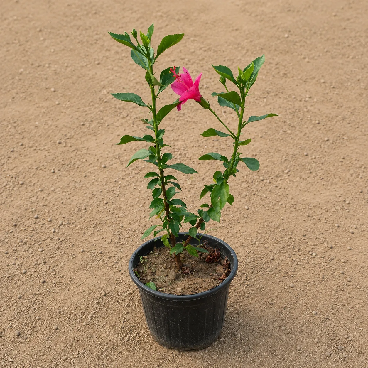 Hibiscus / Gudhal Mirchi in 6 Inch Nursery Pot