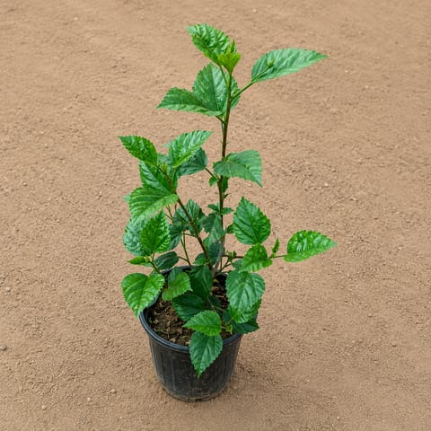 Hibiscus / Gudhal Dwarf (any colour) Pune in 6 Inch Live Plant Nursery Pot