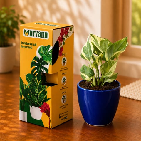 Gift Ready - Money Plant N'Joy in 4 Inch Royal Blue Pixel Cup Ceramic Planter - in Premium Gifting Box
