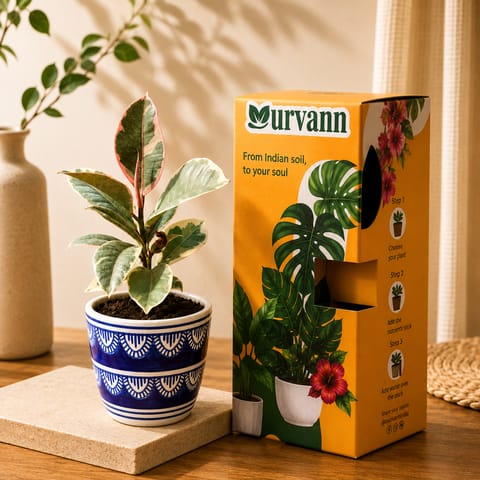 Gift Ready - Rubber Vareigated White in 4 Inch Heritage Noir Pixel Cup Ceramic Planter - In Premium Gifting Box