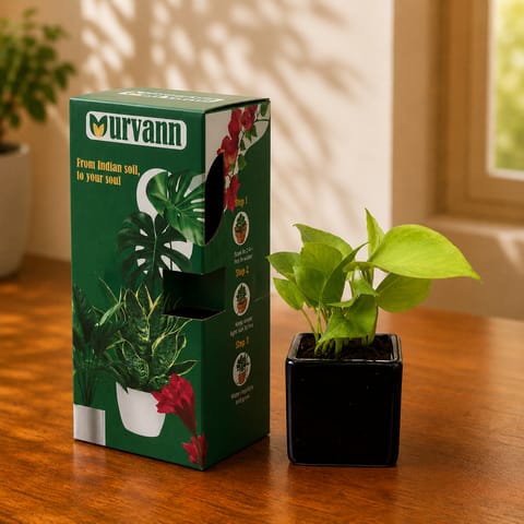 Money Plant Golden in 4 Inch Onyx Matt Crest Square Ceramic Planter - in Premium Gifting Box
