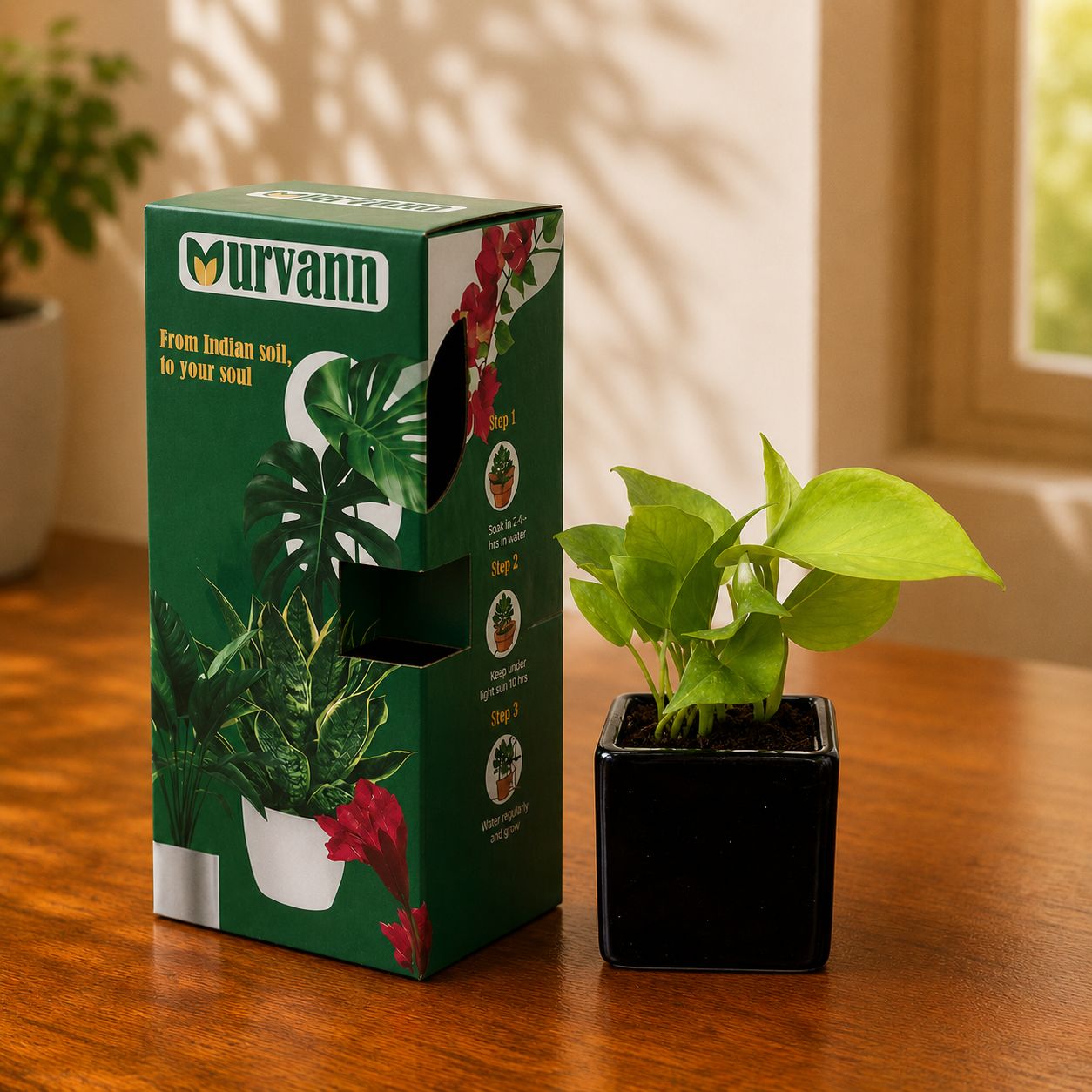 Money Plant Golden in 4 Inch Onyx Matt Crest Square Ceramic Planter - in Premium Gifting Box