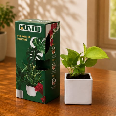 Gift Ready - Money Plant Golden in 4 Inch White Glossy Crest Square Ceramic Planter - in Premium Gifting Box