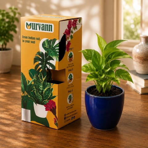Gift Ready - Money Plant Green in 4 Inch Royal Blue Pixel Cup Ceramic Planter - in Premium Gifting Box