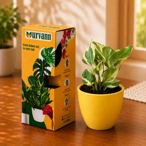 Gift Ready - Money Plant N'Joy in 4 Inch Live Plant Sunshine Yellow Pixel Cup Ceramic Planter - in Premium Gifting Box