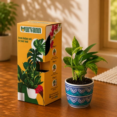 Gift Ready - Money Plant Green in 4 Inch Live Plant Heritage Sky Pixel Cup Ceramic Planter - in Premium Gifting Box