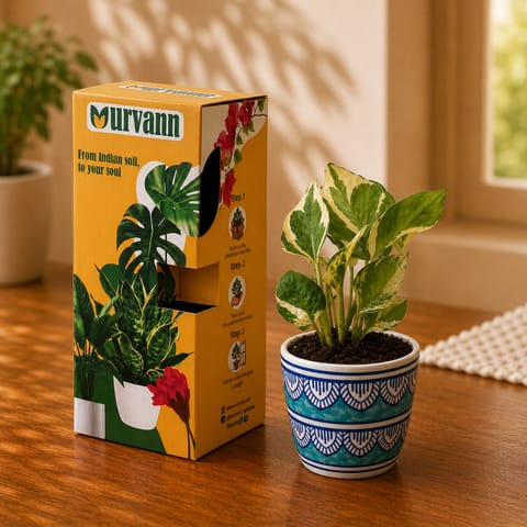 Gift Ready - Money Plant N'Joy in 4 Inch Live Plant Heritage Sky Pixel Cup Ceramic Planter - in Premium Gifting Box