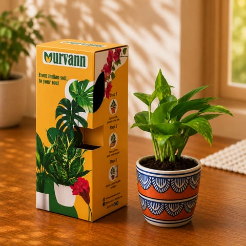 Gift Ready - Money Plant Green in 4 Inch Live Plant Heritage Amber Pixel Cup Ceramic Planter - in Premium Gifting Box