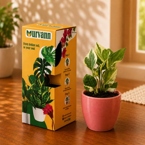 Gift Ready - Money Plant N'Joy in 4 Inch Blush Pink Pixel Cup Ceramic Planter - In Premium Gifting Box